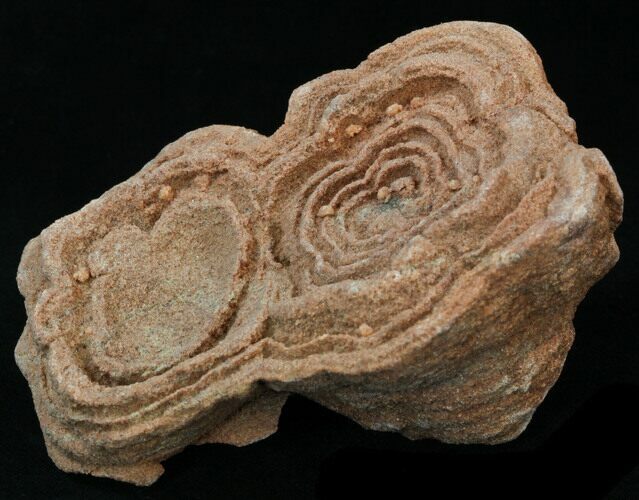 Flower-Like Sandstone Concretion - Pseudo Stromatolite #34193